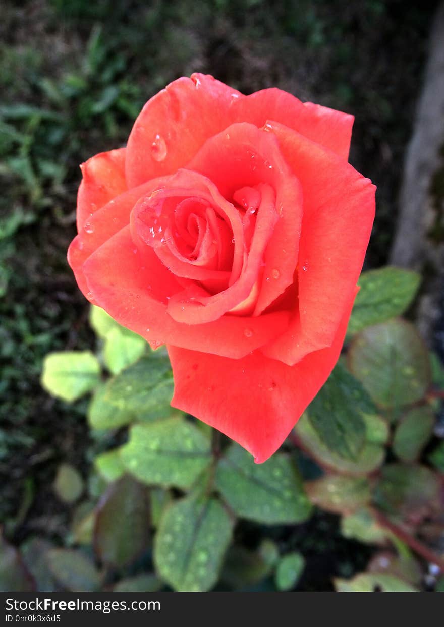 Rose, Rose Family, Garden Roses, Flower