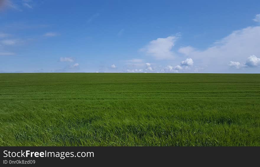 Grassland, Sky, Field, Ecosystem