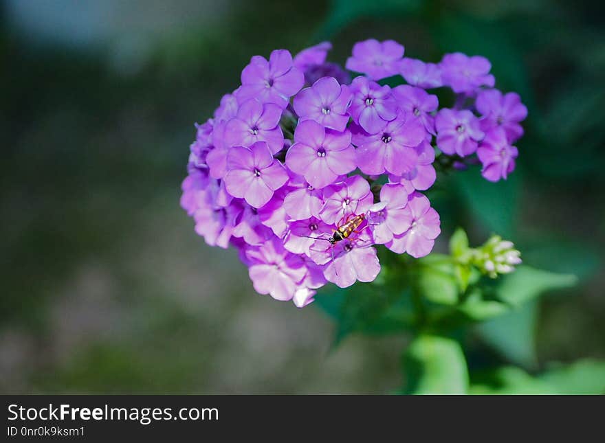 Flower, Pink, Flora, Lilac