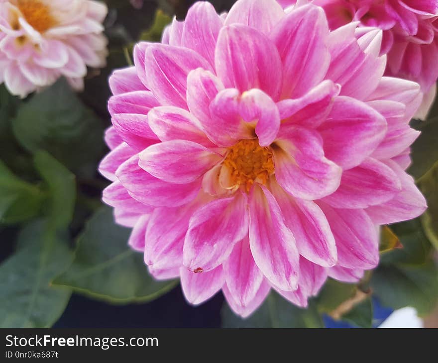 Flower, Flowering Plant, Plant, Dahlia