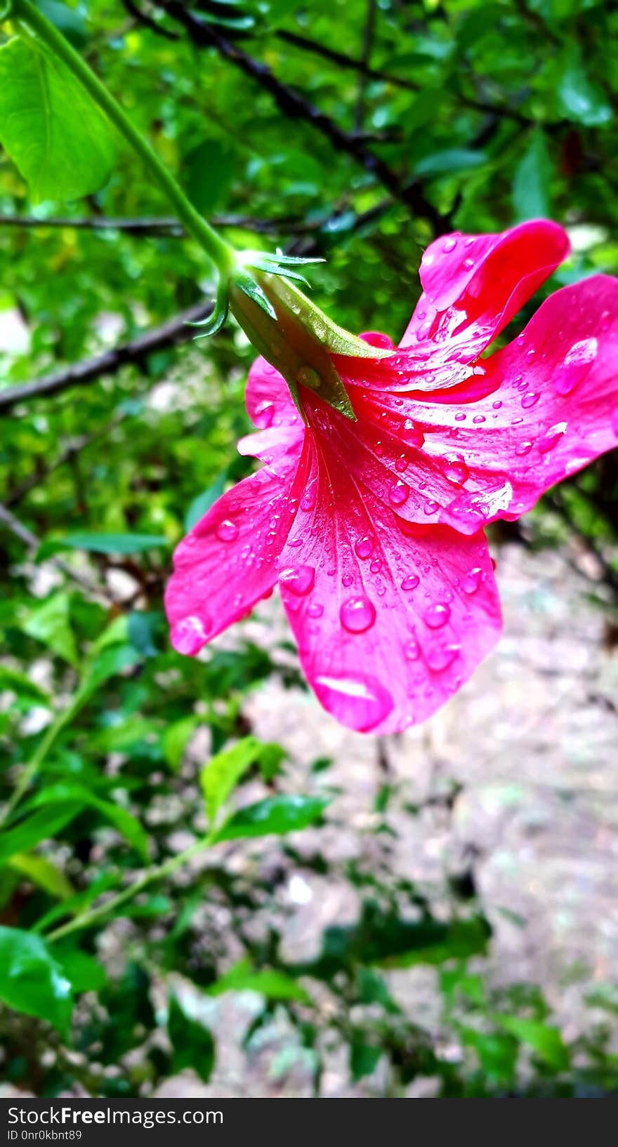 Flower, Plant, Flora, Pink