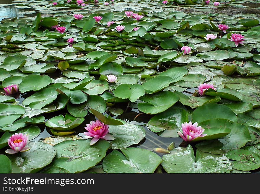 Plant, Flower, Aquatic Plant, Flora