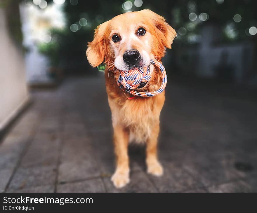 Dog, Dog Breed, Dog Like Mammal, Golden Retriever