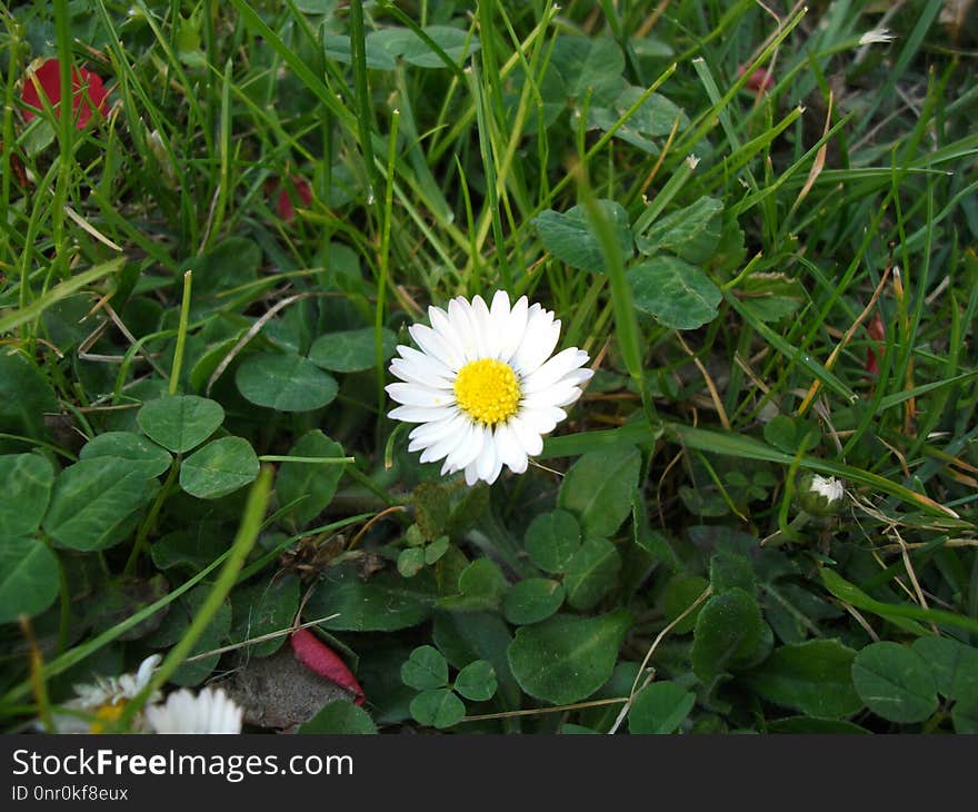 Flower, Plant, Flora, Flowering Plant