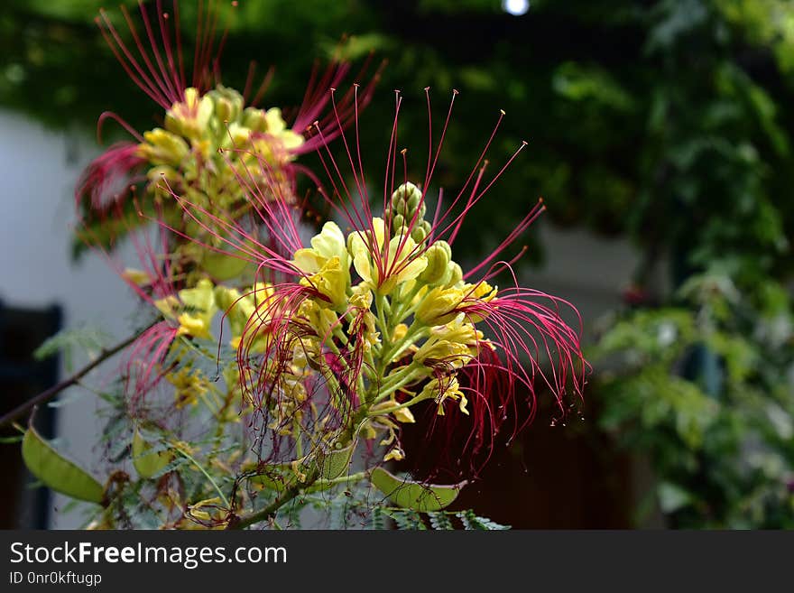 Plant, Flower, Flora, Flowering Plant