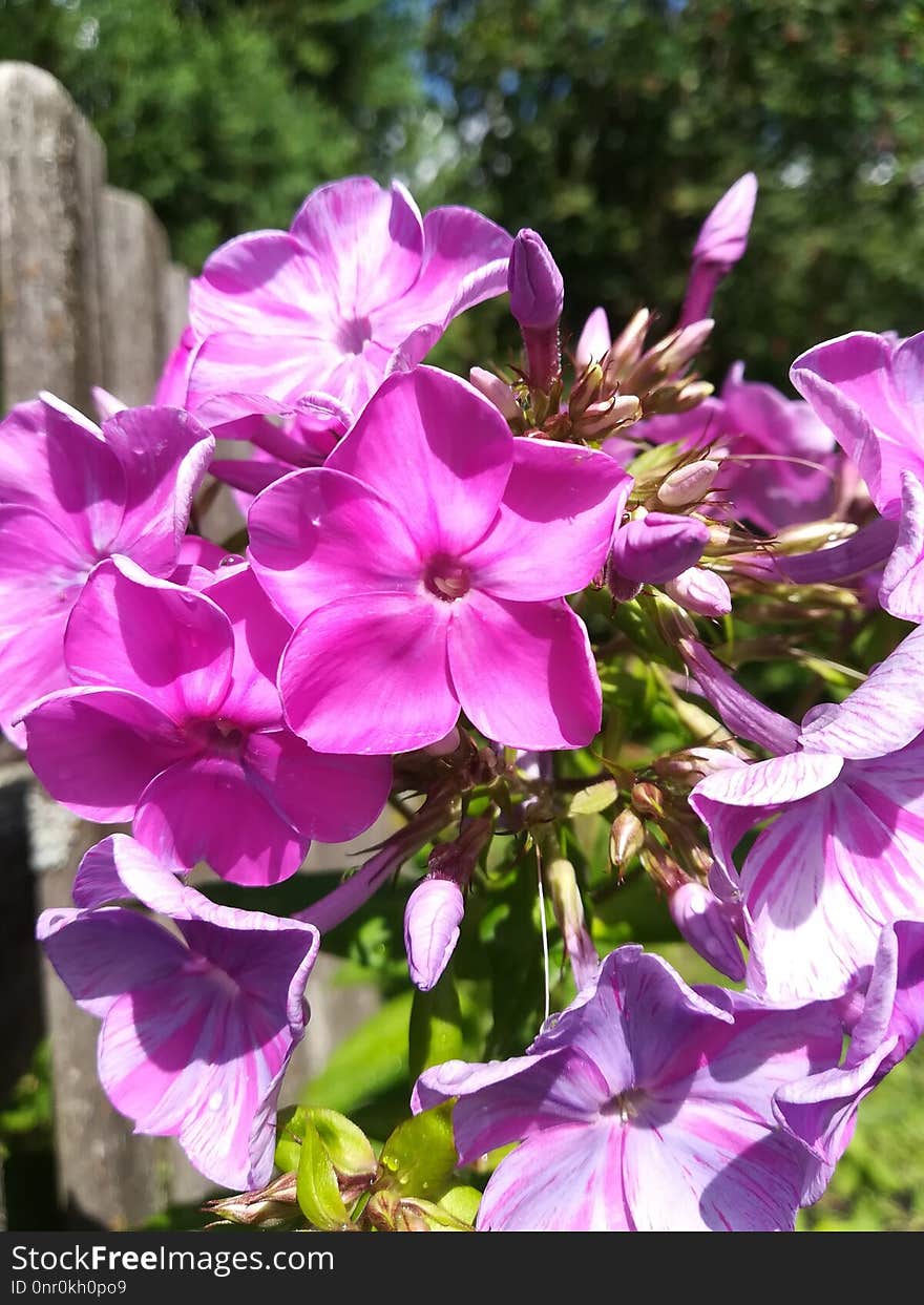 Flower, Plant, Flora, Purple