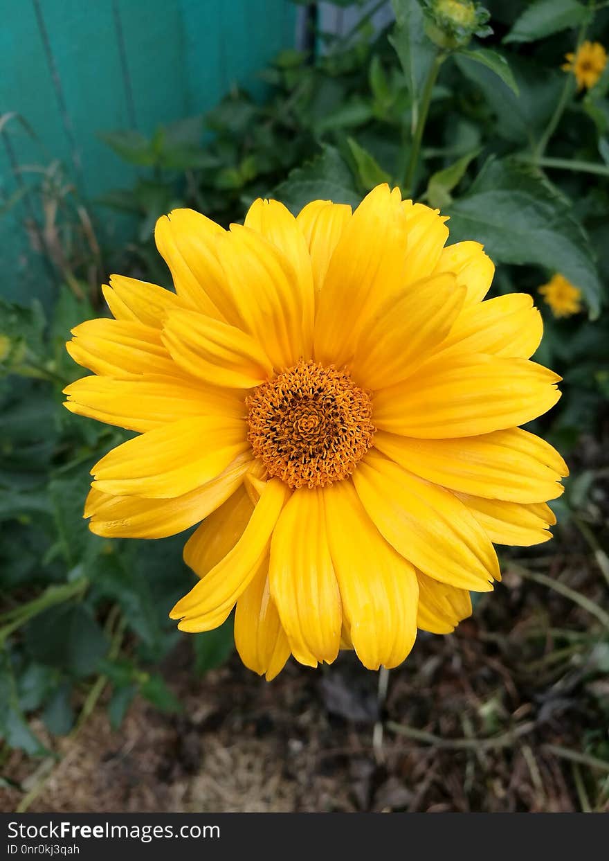 Flower, Yellow, Flora, Daisy Family