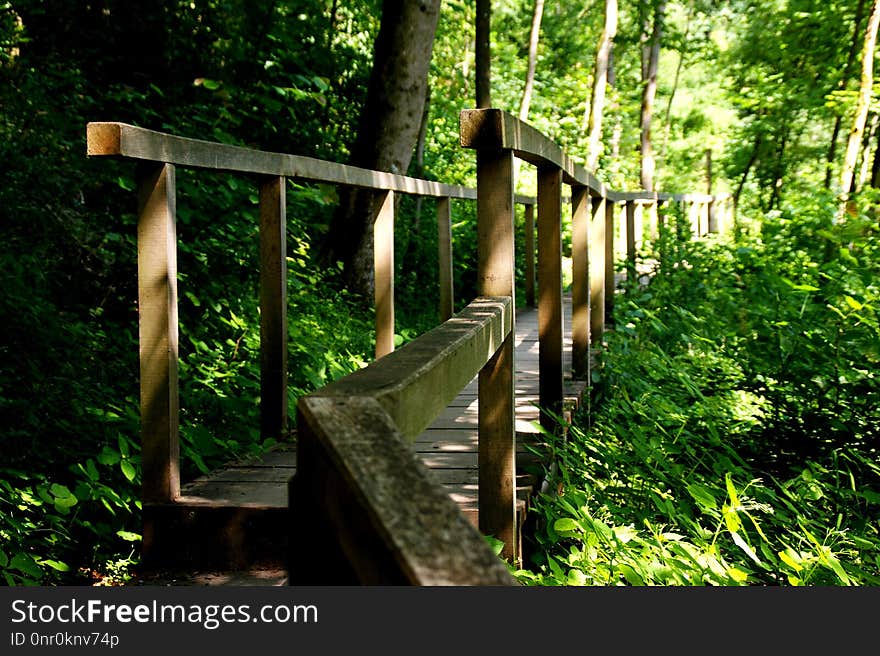 Nature, Nature Reserve, Path, Tree