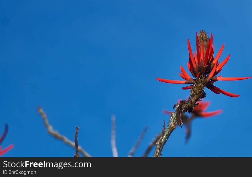 Sky, Flora, Flower, Plant