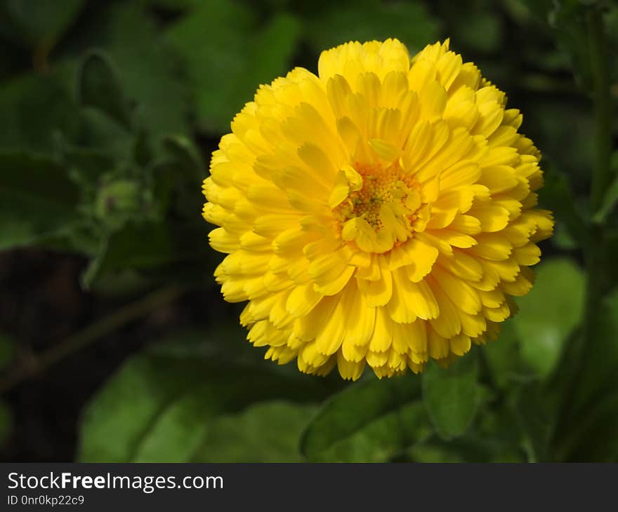 Flower, Yellow, Flora, Chrysanthemum Coronarium