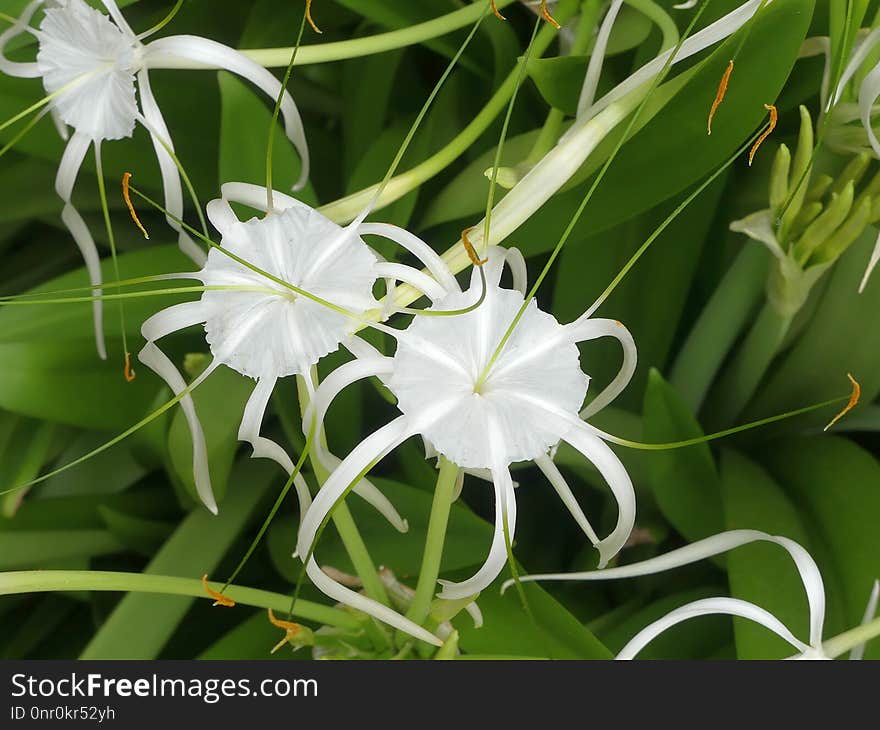 Plant, Flower, Hymenocallis Littoralis, Hymenocallis