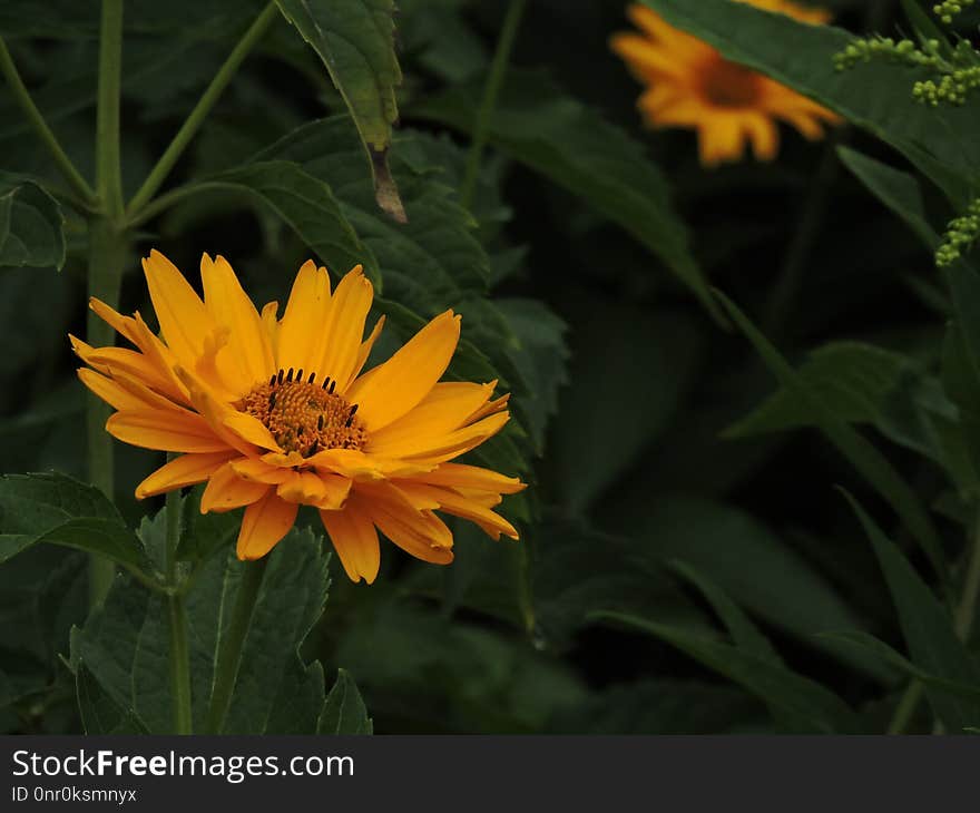 Flower, Yellow, Flora, Plant