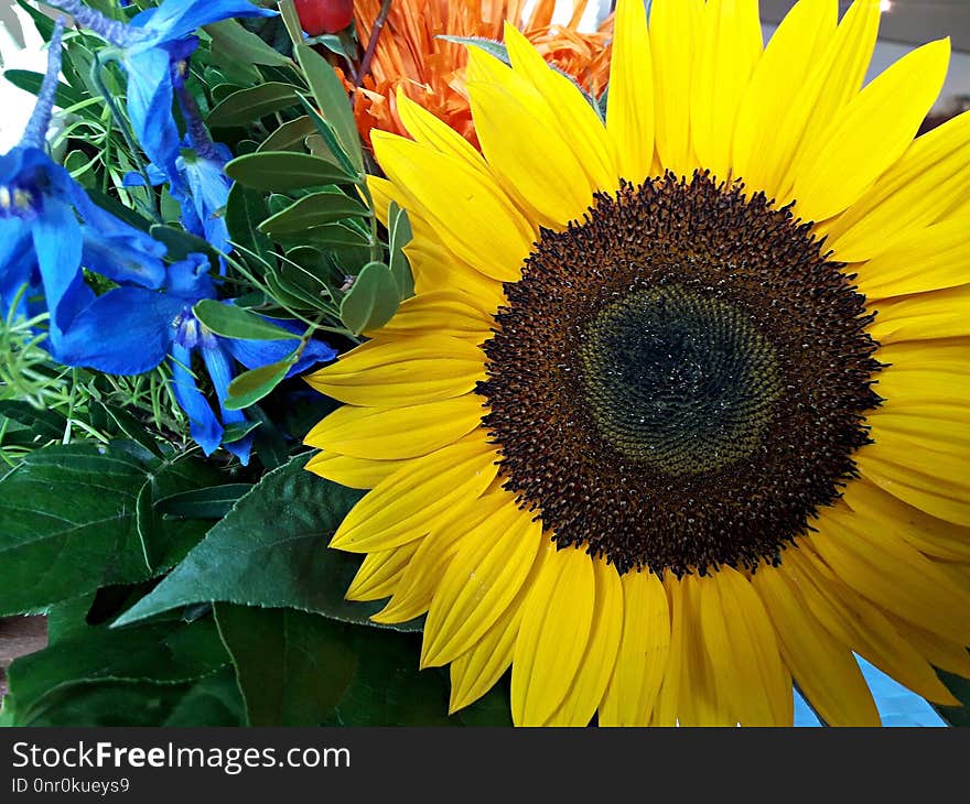 Flower, Sunflower, Yellow, Flowering Plant