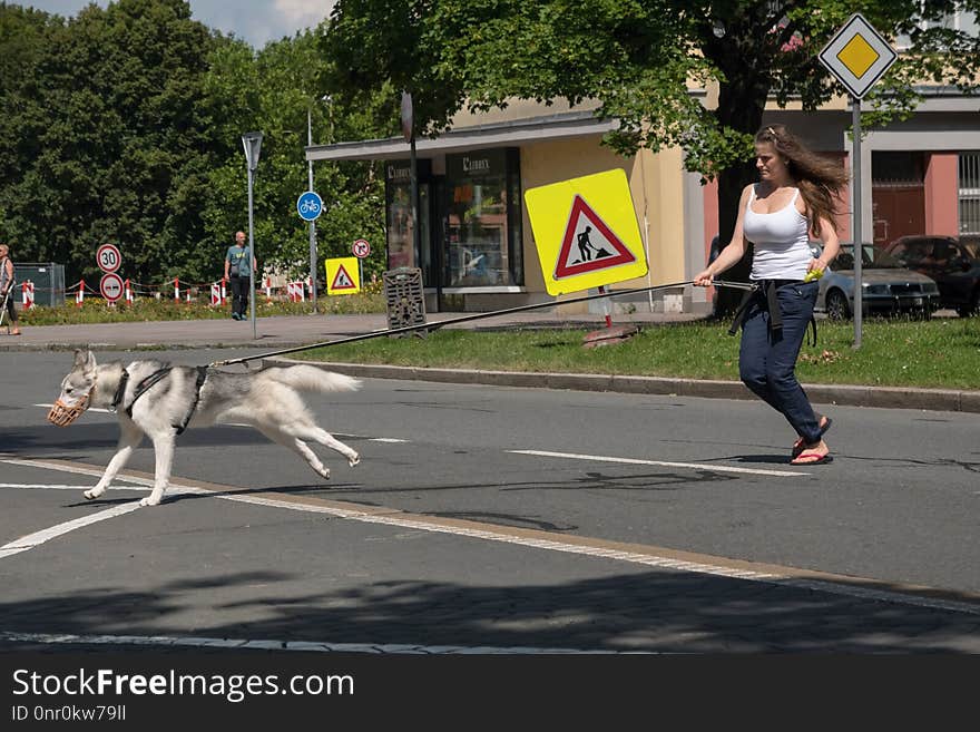 Mammal, Vertebrate, Road, Infrastructure