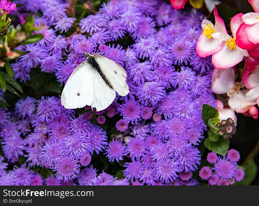 Flower, Purple, Flora, Pollinator