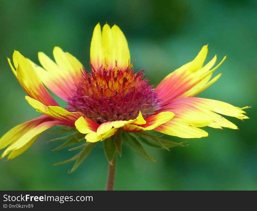 Flower, Yellow, Blanket Flowers, Wildflower