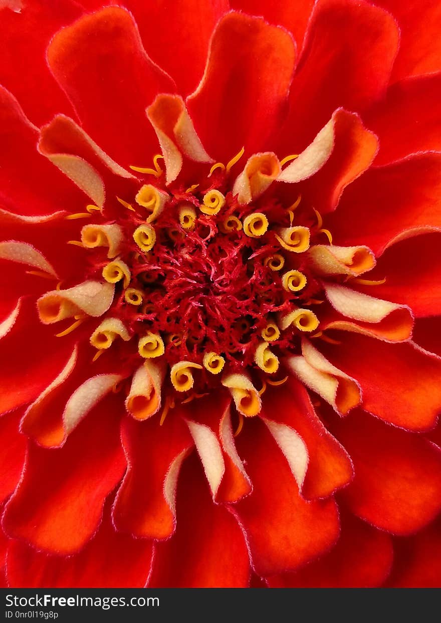 Flower, Orange, Petal, Close Up