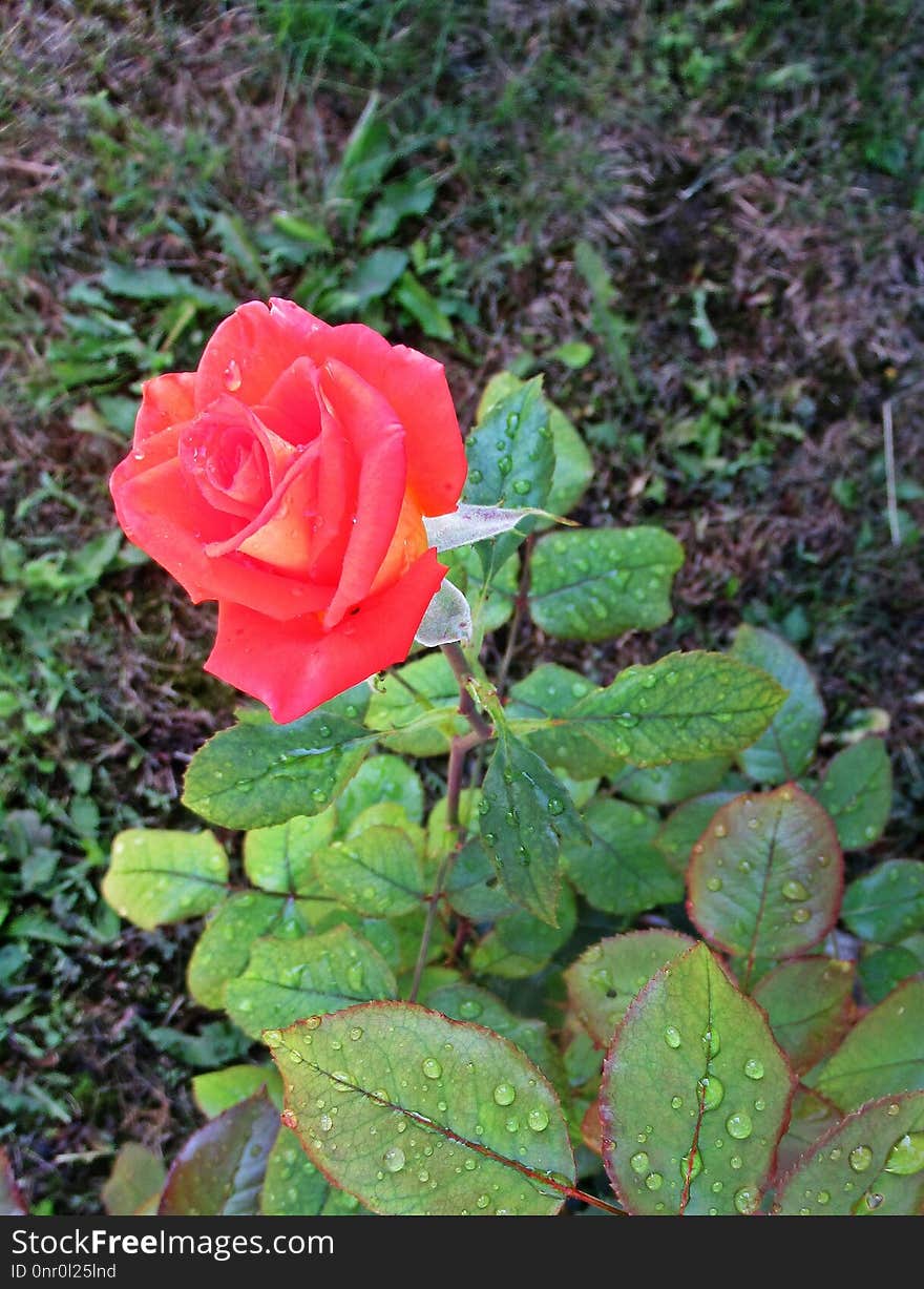 Flower, Rose Family, Rose, Plant