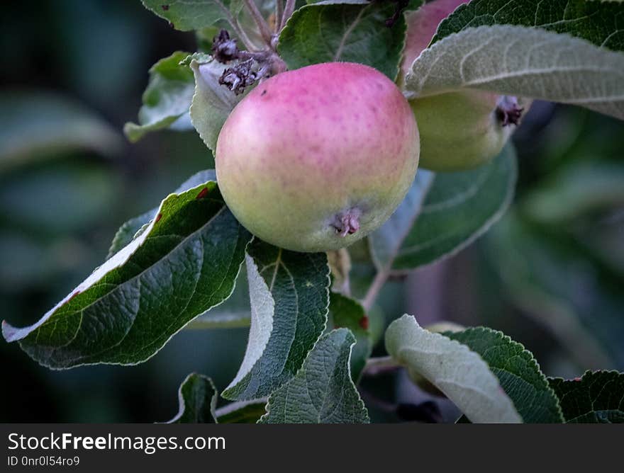 Fruit Tree, Fruit, Apple, Plant