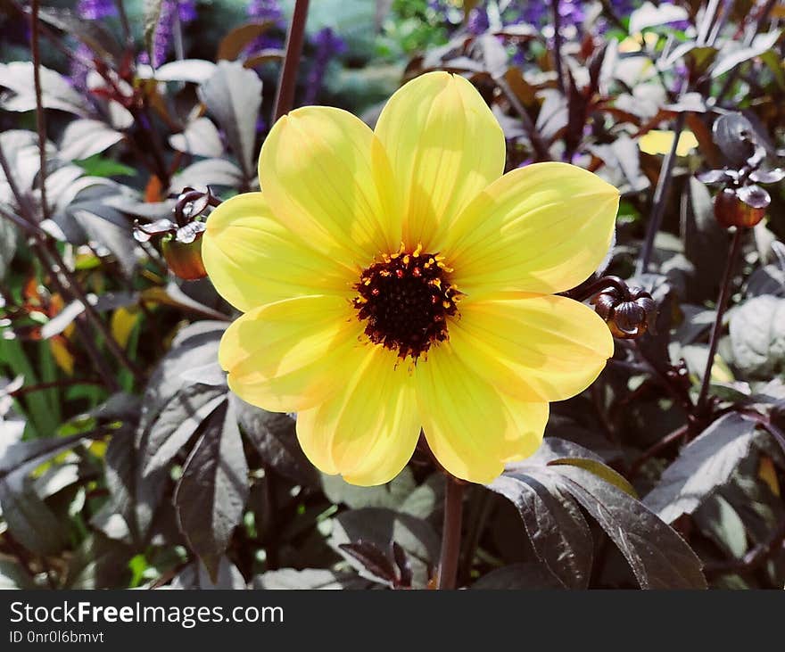 Flower, Plant, Yellow, Flowering Plant