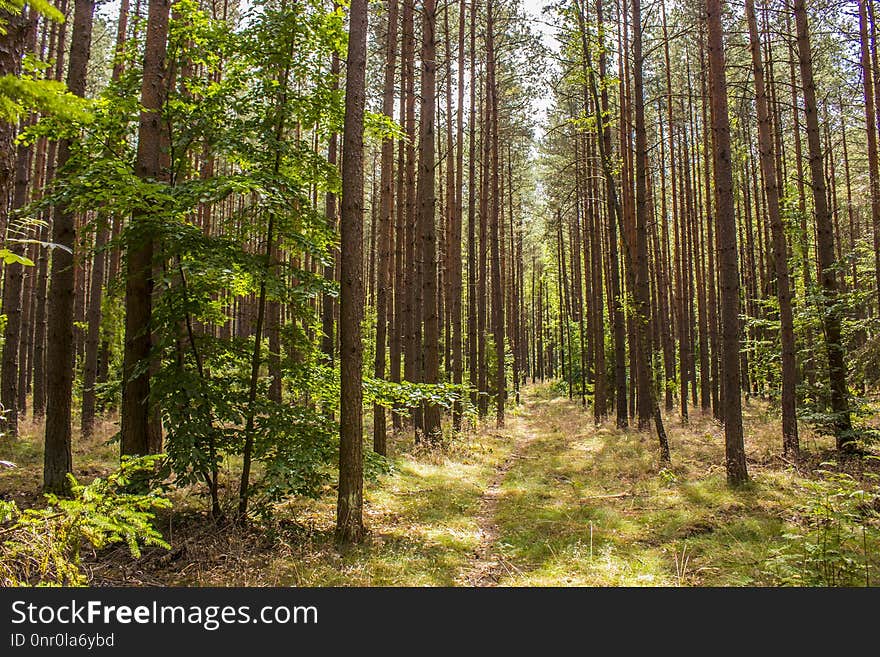 Ecosystem, Forest, Spruce Fir Forest, Woodland