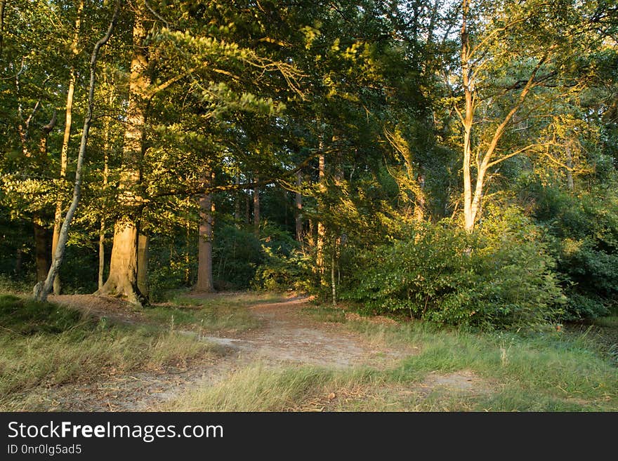 Ecosystem, Nature, Woodland, Temperate Broadleaf And Mixed Forest