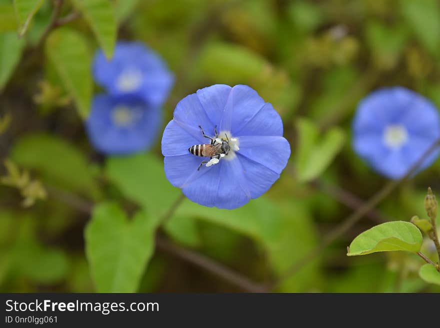 Blue, Flower, Flora, Wildflower