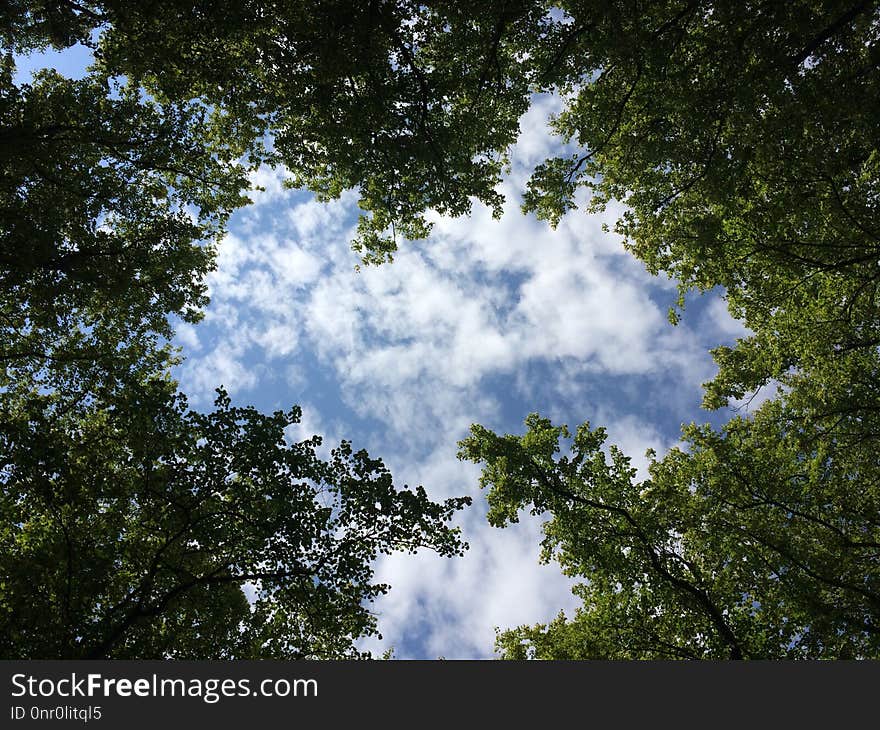 Sky, Cloud, Tree, Nature