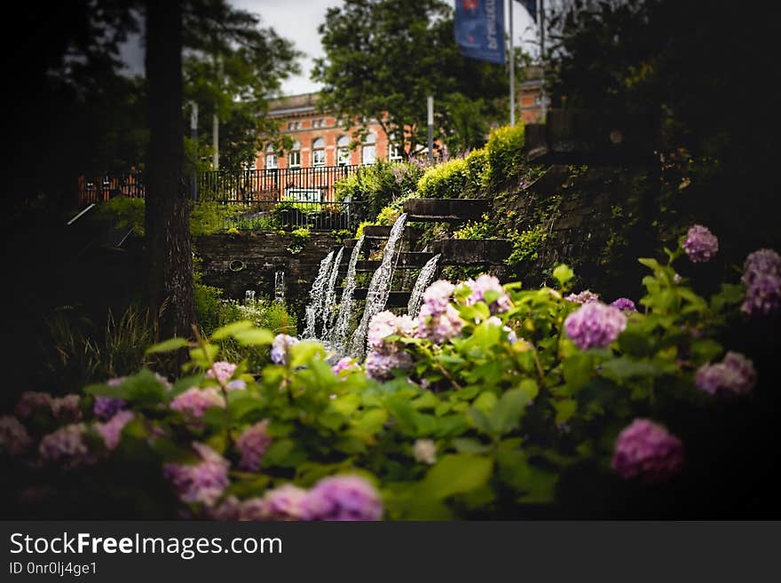 Flower, Nature, Plant, Flora