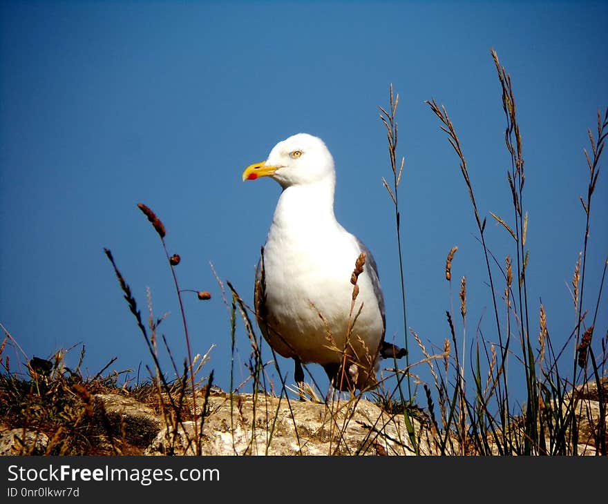 Bird, Seabird, Beak, Gull