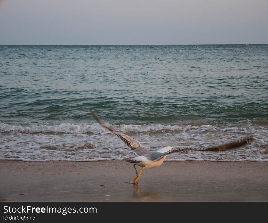 Sea, Body Of Water, Shore, Beach