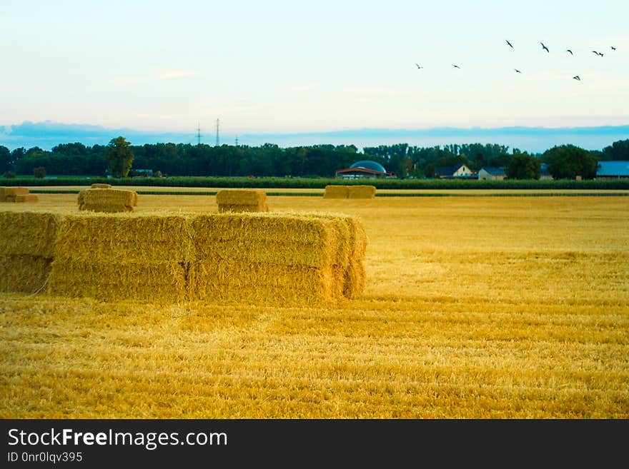 Field, Yellow, Sky, Farm