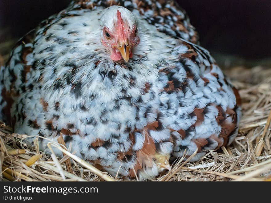 Chicken, Galliformes, Beak, Fauna