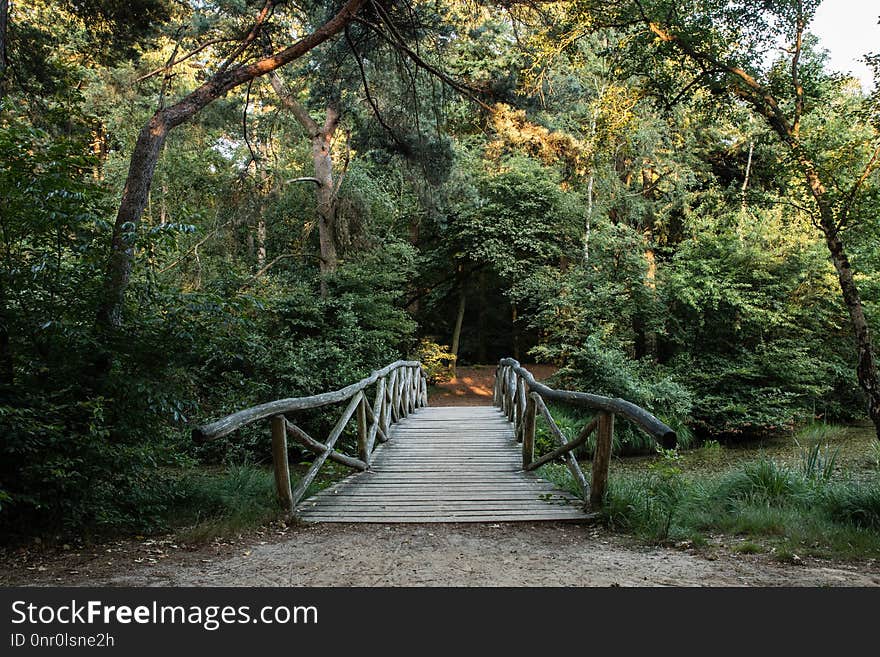 Nature, Nature Reserve, Path, Vegetation