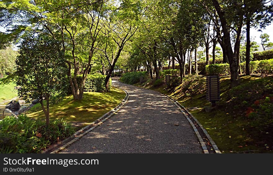 Nature, Path, Tree, Vegetation