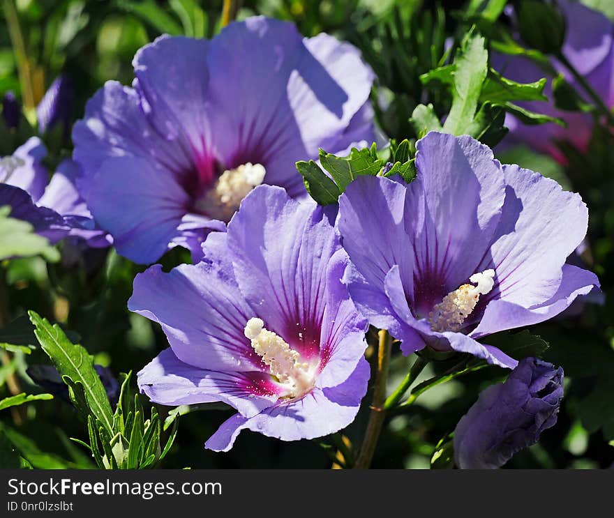 Flower, Plant, Purple, Flora