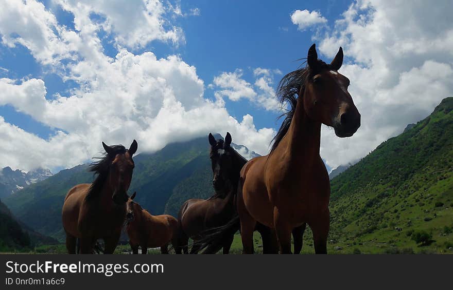 Horse, Ecosystem, Horse Like Mammal, Sky