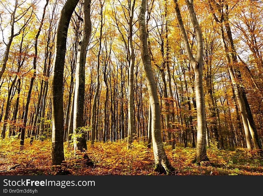 Woodland, Nature, Ecosystem, Temperate Broadleaf And Mixed Forest