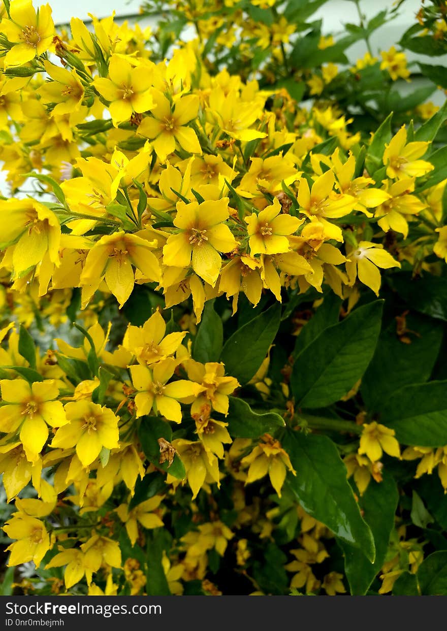 Plant, Yellow, Flower, Hypericum