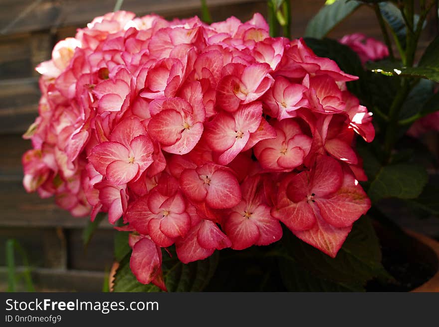 Flower, Plant, Pink, Hydrangea