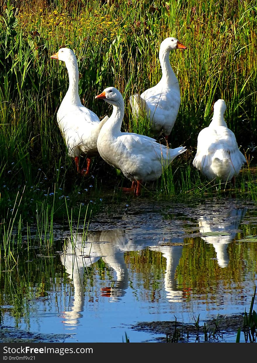 Bird, Reflection, Water, Water Bird