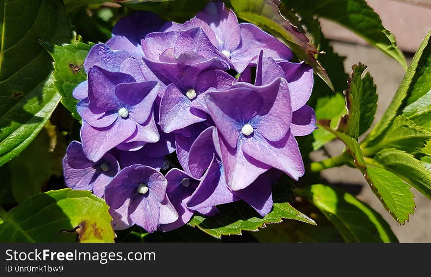 Flower, Plant, Purple, Flora