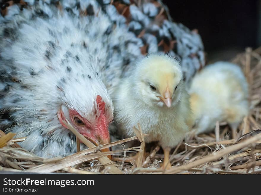 Chicken, Bird, Galliformes, Beak