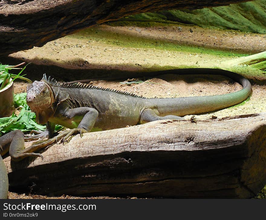 Reptile, Scaled Reptile, Iguana, Fauna