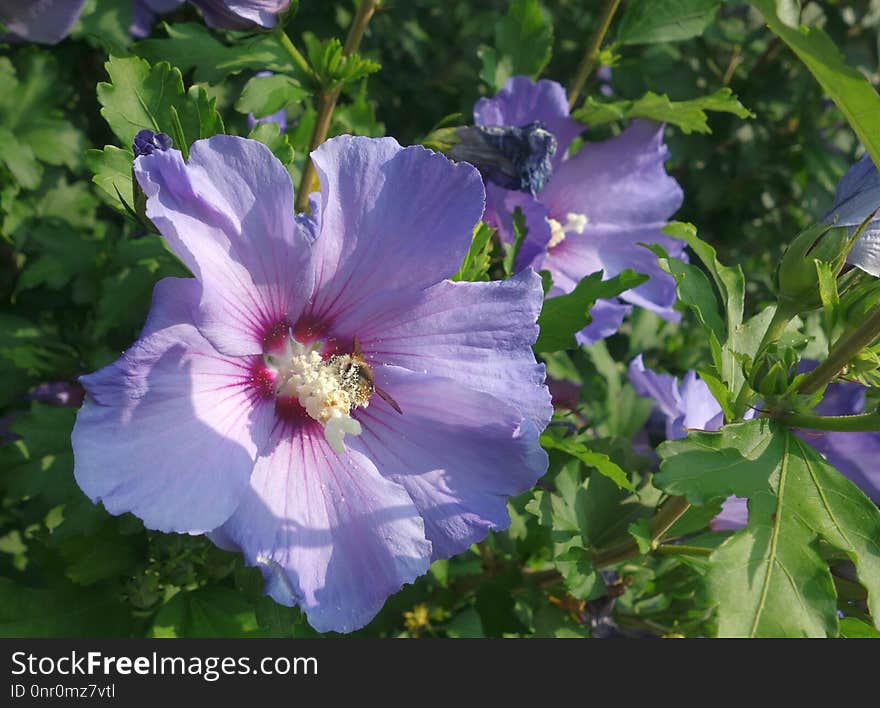 Flower, Plant, Flowering Plant, Chinese Hibiscus