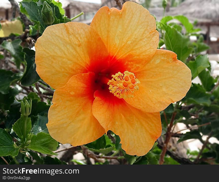 Flower, Flowering Plant, Plant, Hibiscus