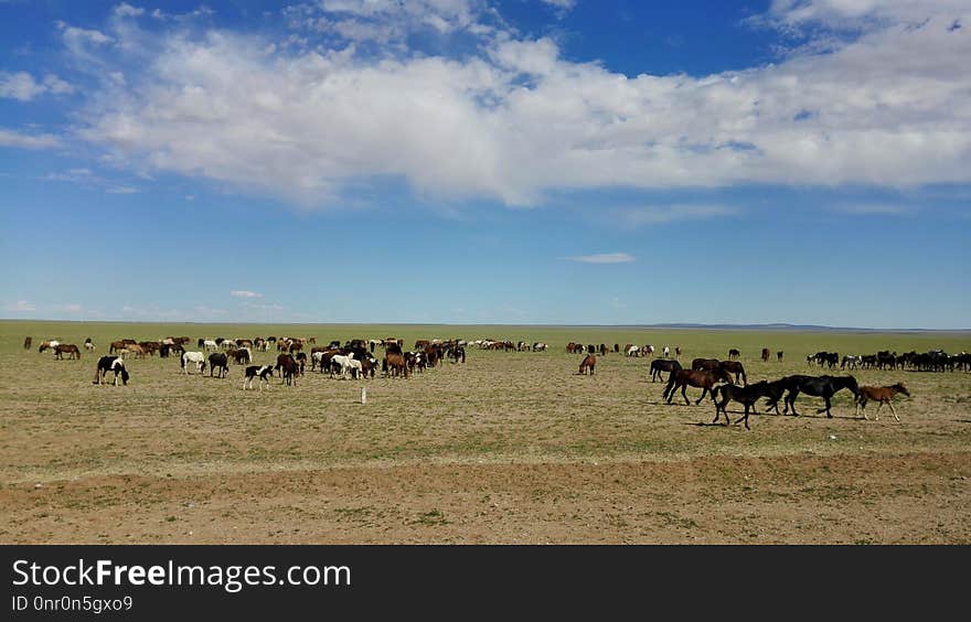 Grassland, Ecosystem, Prairie, Steppe