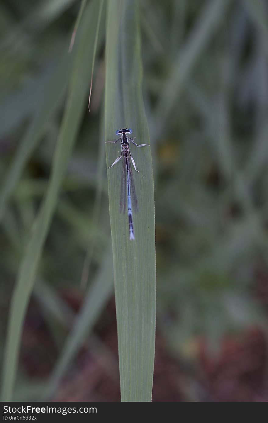 Damselfly, Insect, Dragonfly, Dragonflies And Damseflies