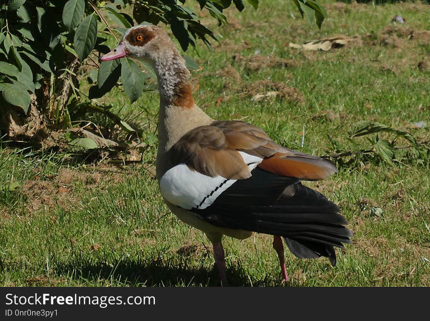 Bird, Water Bird, Fauna, Ducks Geese And Swans