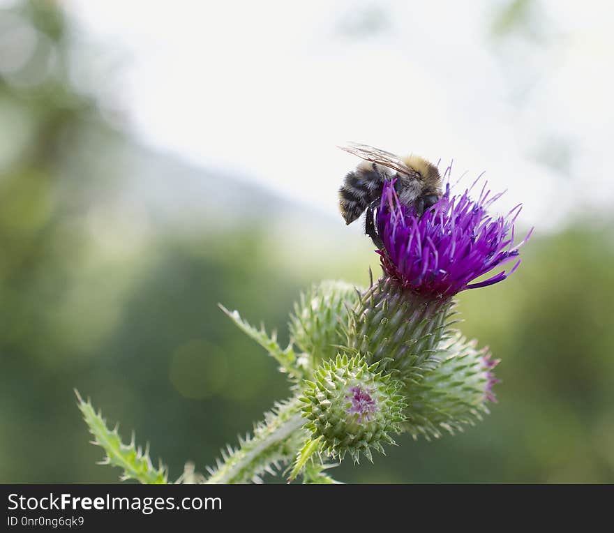 Bee, Honey Bee, Insect, Thistle